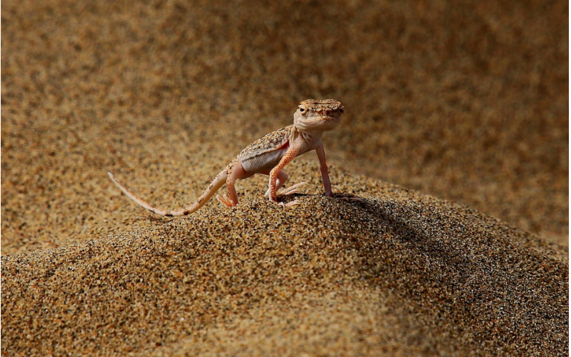 海量瓦片小文件歸檔和數(shù)據(jù)管理系統(tǒng)